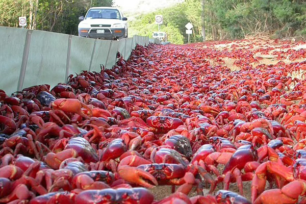 مهاجرت 50 میلیون تایی خرچنگ ها (عکس) مهاجرت 50 میلیون تایی خرچنگ ها (عکس)