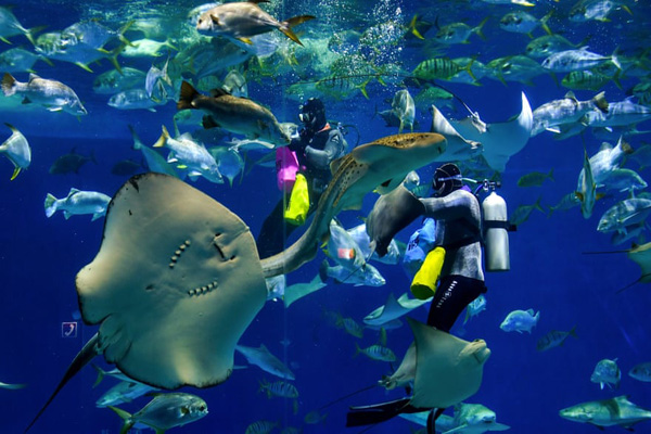 انهدام 40 هزار اسلحه / اسب های میلیون دلاری (گزارش تصویری) انهدام 40 هزار اسلحه / اسب های میلیون دلاری (گزارش تصویری)