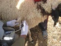 واکسیناسیون دام های سبک علیه بیماری تب برفکی درشهرستان ایلام