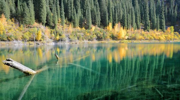 دریاچه‌ای عجیب با درختانی وارونه