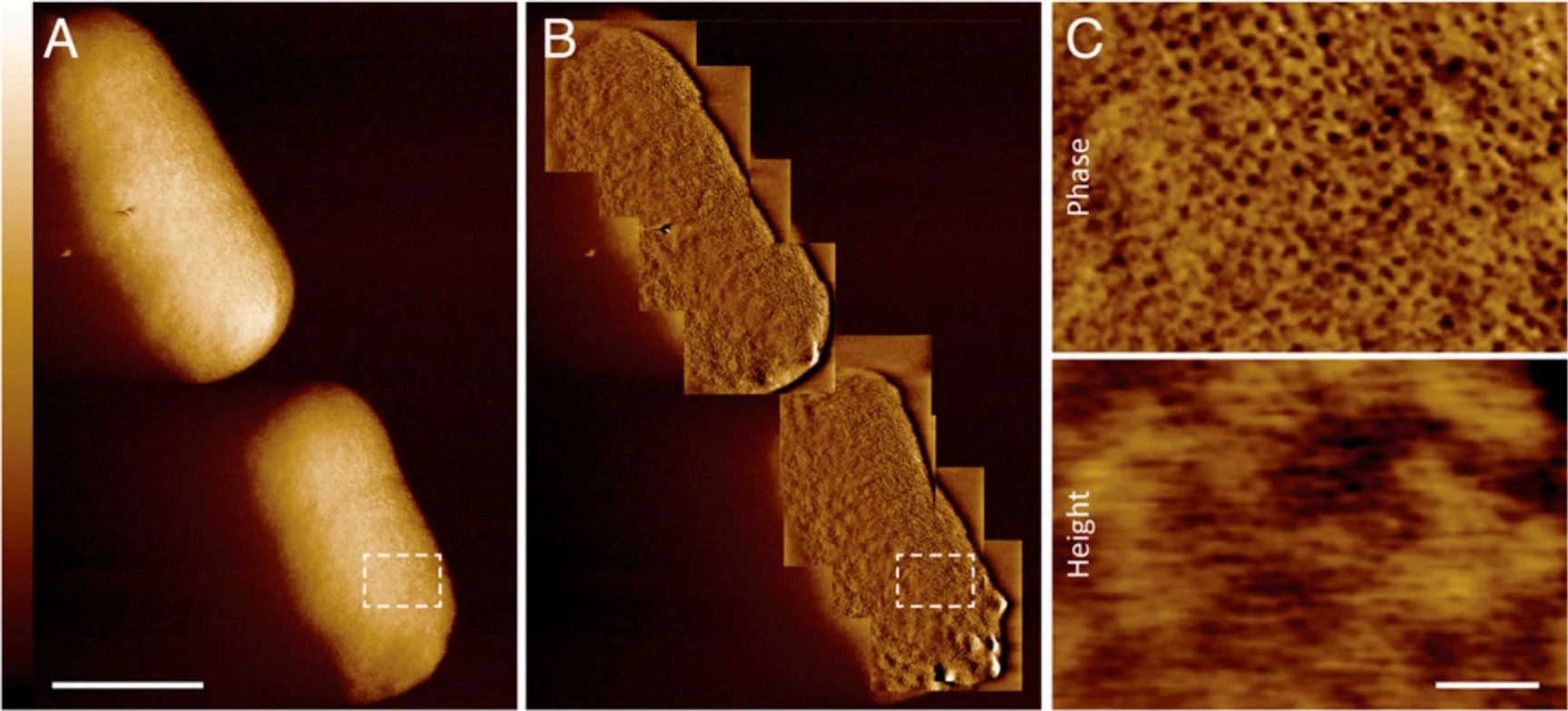 جزئی‌ترین عکس‌های کلوزآپ از باکتری‌های زنده تا به امروز منتشر شد