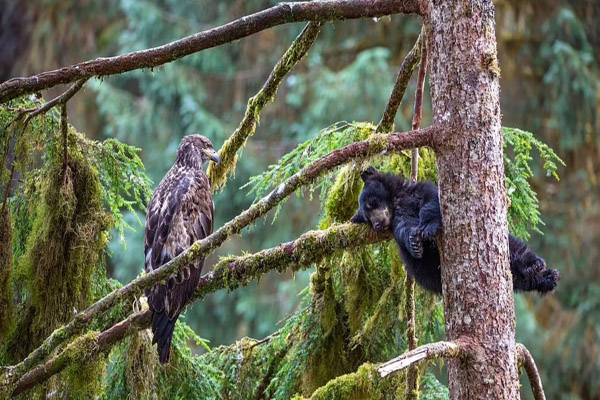 عکس های برگزیده حیات وحش در سال 2021 (گزارش تصویری) عکس های برگزیده حیات وحش در سال 2021 (گزارش تصویری)