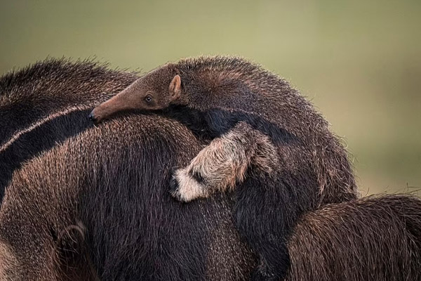 عکس های برگزیده حیات وحش در سال 2021 (گزارش تصویری) عکس های برگزیده حیات وحش در سال 2021 (گزارش تصویری)