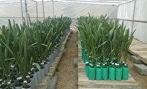 توزیع ۱۵۰۰ نهال کشت بافت خرمای مجول در جنوب کرمان
 