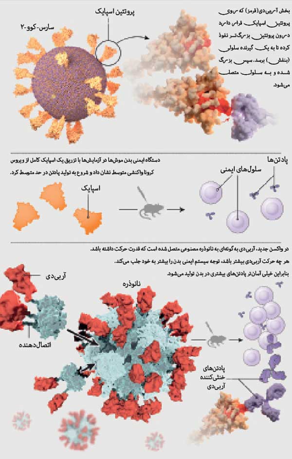 راهکار پروتئین مصنوعی در واکسن‌ سازی