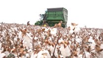 آغاز برداشت پنبه از ۱۶۰ هکتار مزرعه در اشتهارد