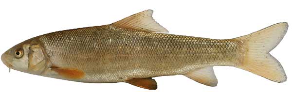 ریشه‌ یابی حاشیه‌های نامگذاری ماهی علی دایی