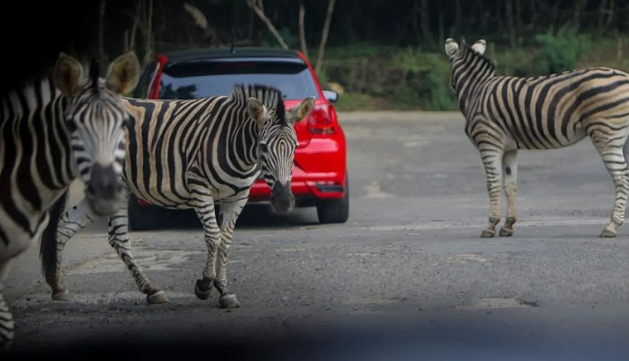 دستگیری گورخرهای فراری سوژه رسانه‌ها شد+ عکس