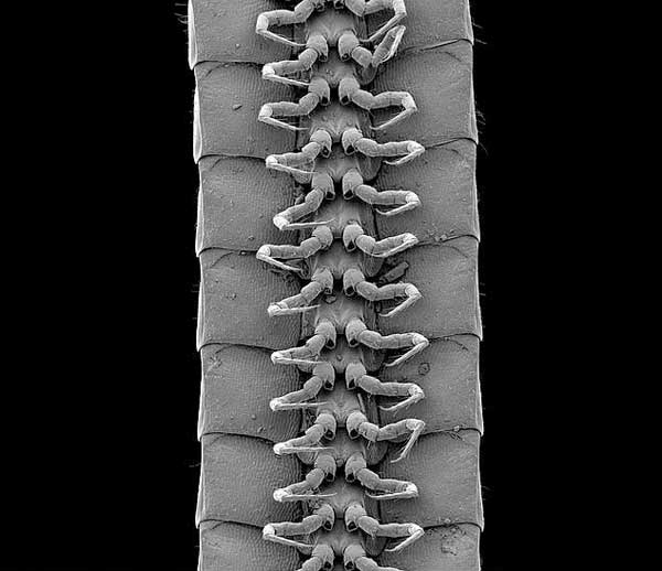 هزارپای واقعی کشف شد (+عکس) هزارپای واقعی کشف شد (+عکس)