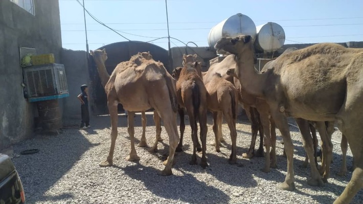 شرایط اقلیمی مناسب برای رونق صنعت پرورش شتر