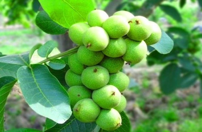 خرید بهترین نهال گردو آمریکایی و ایرانی با بهترین قیمت از گلد نهال: