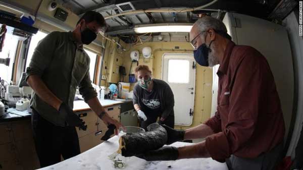 کشف بقایای عاج یک ماموت در اقیانوس (+عکس)