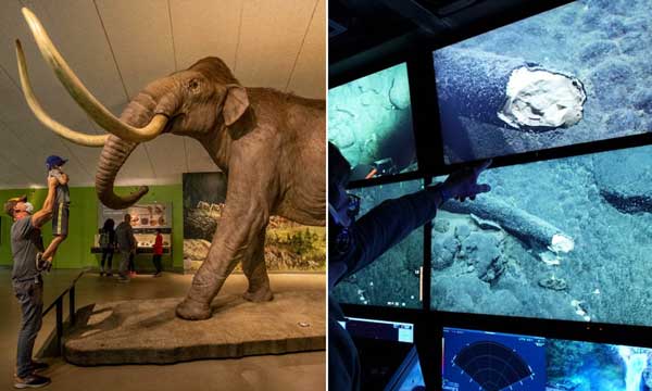 کشف بقایای عاج یک ماموت در اقیانوس (+عکس)