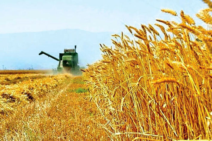 بیش از ۲ هزارو ۵۰۰ تن گندم مازاد بر نیاز کشاورزان زنجانی خریداری شده است.