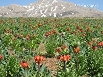 گزارش تصویری و توصیفی جام جم از دشت لاله های واژگون کوهرنگ