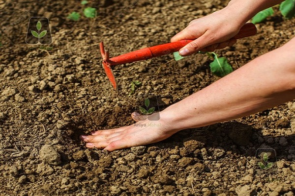 50 درصد افزایش باردهی درخت گردو با چالکود درختان