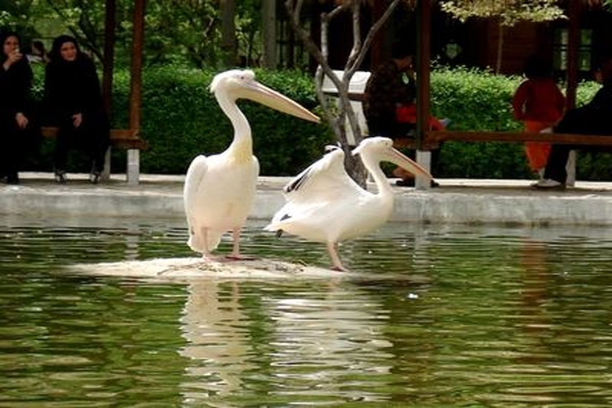 شهردار بندرعباس گفت: به مناسبت میلاد حضرت فاطمه (س)و روز مادر باغ پرندگان برای بازدید عموم و اتوبوس‌های درون شهری برای بانوان در روز جمعه رایگان است.