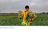 اهدای ۸ هزار شاخه گل نرگس بهبهان به حرم مطهر رضوی