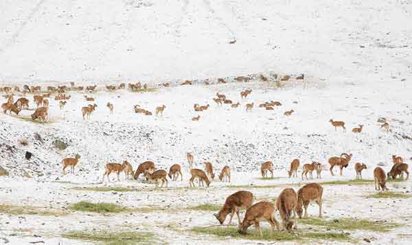 دوستیخاله خرسه با حیات وحش | چرا نباید به کبوترها دانه داد؟ دوستیخاله خرسه با حیات وحش | چرا نباید به کبوترها دانه داد؟