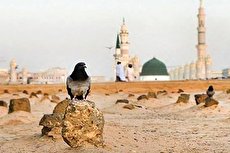 راز مزار پنهان فاطمه
