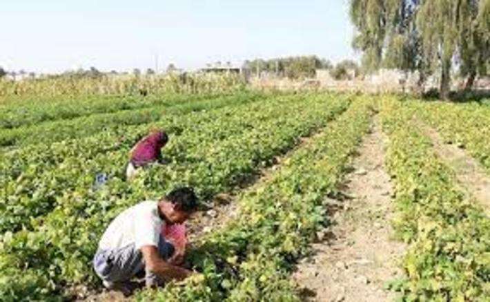 رئیس مرکز خدمات جهاد کشاورزی توکهور و هشتبندی گفت: برداشت لوبیا سبز از ۳۰۰ هکتار از زمین‌های کشاورزی توکهور و هشتبندی شهرستان میناب آغاز شد.