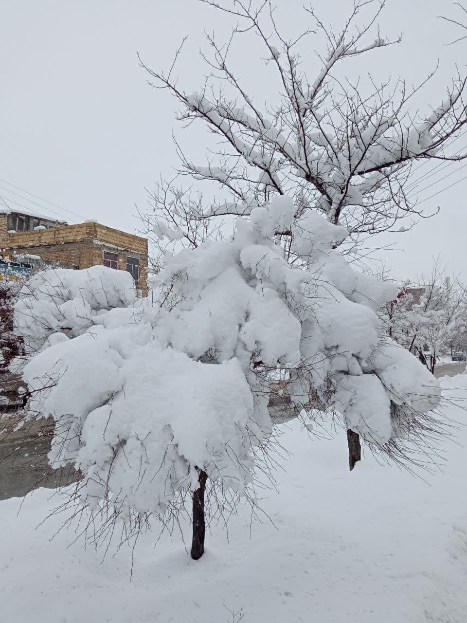 طبیعت برفی و زمستانی شهرستان بروجن (سوئیس ایران) طبیعت برفی و زمستانی شهرستان بروجن (سوئیس ایران)