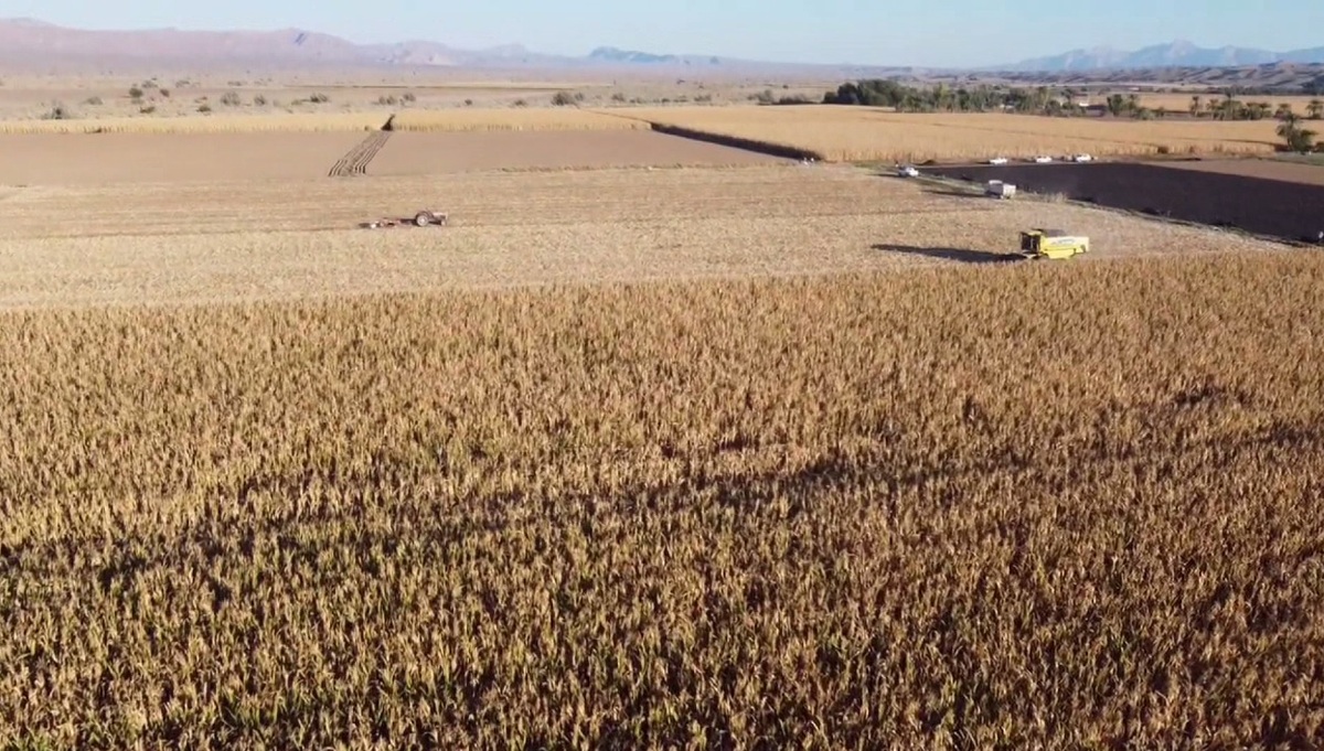 شهرستان حاجی آباد با دارا بودن ۵ هزار و ۱۰۰ هکتار زمین زیر کشت، قطب تولید ذرت دانه‌ای در هرمزگان است که برداشت آن آغاز شده است.