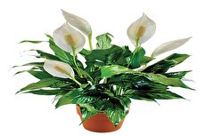 گل چمچه‌ای یا برگ‌قاشقی، گلی به جای یک گلخانه