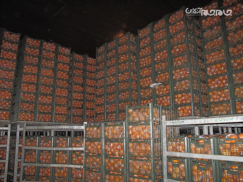 ذخیره و توزیع 450 تن میوه شب عید در نوروز 1402