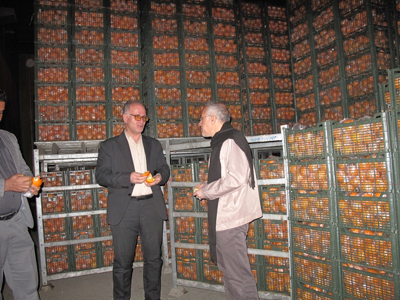 ذخیره و توزیع 450 تن میوه شب عید در نوروز 1402