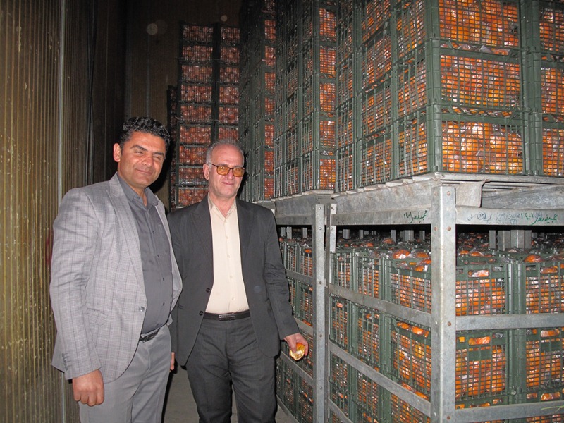 ذخیره و توزیع 450 تن میوه شب عید در نوروز 1402