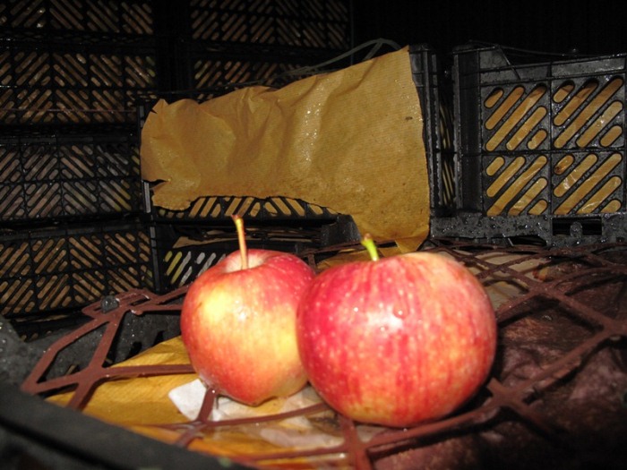 ذخیره و توزیع 450 تن میوه شب عید در نوروز 1402