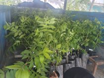 اجرای ۶ طرح پایلوت بررسی سازگاری گردوگرمسیری در منطقه جنوب کرمان