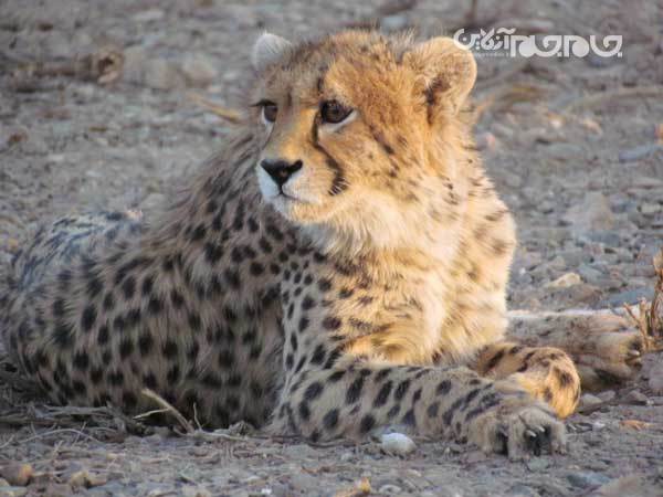 فرزندان «ایران» متولد شدند +  عکس