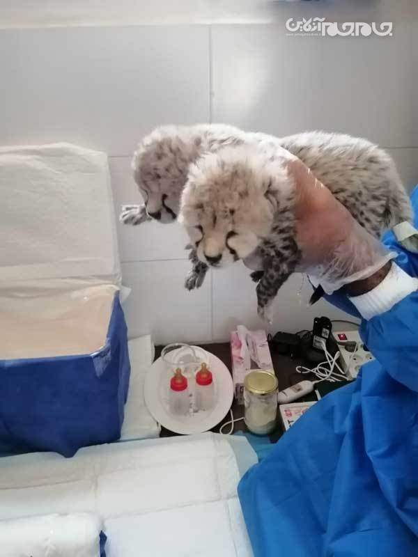 فرزندان «ایران» متولد شدند +  عکس