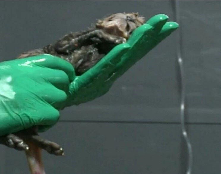 پاسخ دامپزشک یوزپلنگ‌ها به انتقادات درباره نحوه زایمان و علت فوت یک توله‌+ عکس