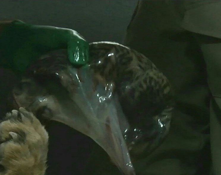 پاسخ دامپزشک یوزپلنگ‌ها به انتقادات درباره نحوه زایمان و علت فوت یک توله‌+ عکس