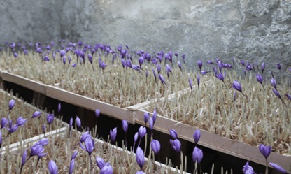 کشت گلخانه ای زعفران ( آیا کشت زعفران به اندازه تبلیات آن سود آور است؟ )