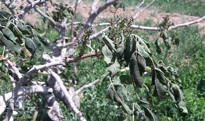 خسارت سرمازدگی به ۲۶ هزارتن از محصولات باغبانی خراسان رضوی