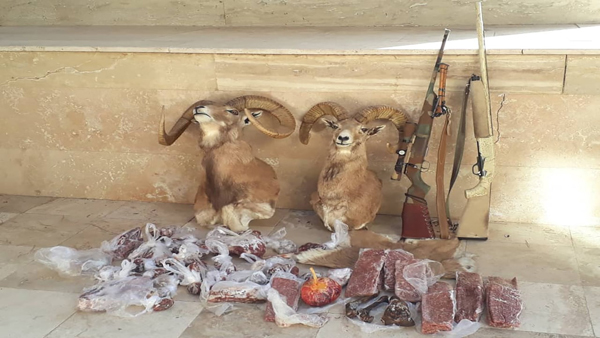 شبیخون انسان به حیات‌ وحش