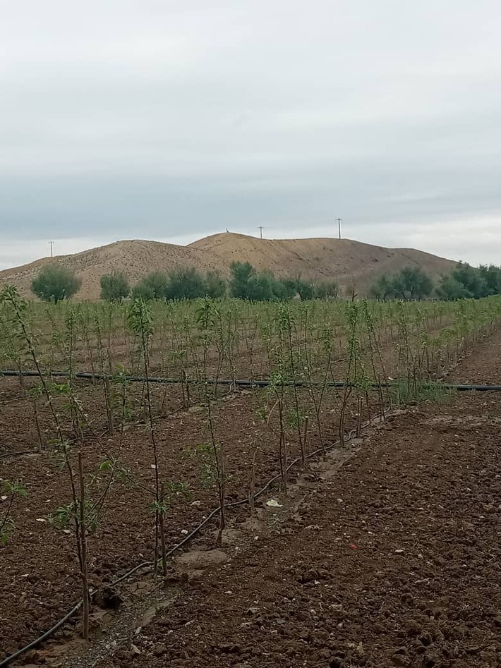 روابط عمومی جهاد کشاورزی فریمان از تخصیص اعتبارات یارانه دار برای احداث باغات میوه در این شهرستان خبر داد.