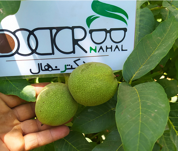 با بهترین نهال گردو مناسب مناطق معتدل آشنا شوید با بهترین نهال گردو مناسب مناطق معتدل آشنا شوید