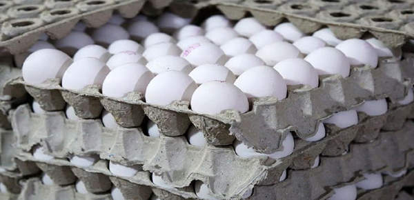 قیمت تخم مرغ چند؟ | قیمت تخم مرغ 13 تیر 1401 قیمت تخم مرغ چند؟ | قیمت تخم مرغ 13 تیر 1401