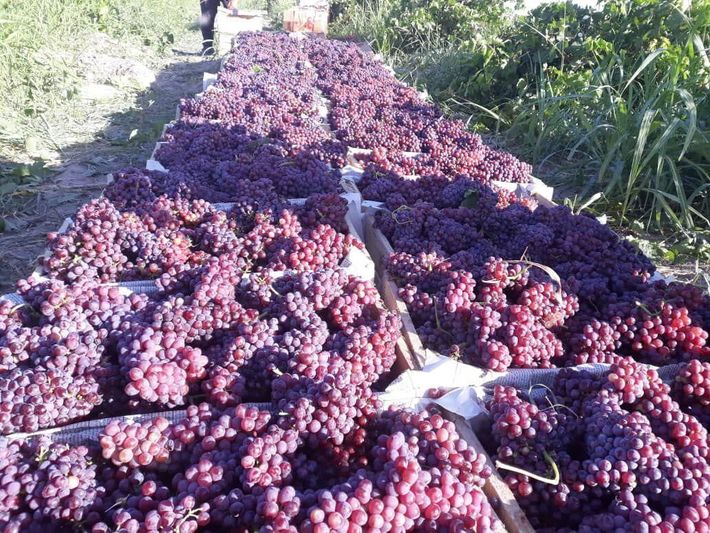 مدیر جهاد کشاورزی خوشاب گفت: هزار و ۸۵۰ تن انگور یاقوتی امسال از تاکستان‌های این شهرستان خراسان رضوی برداشت و روانه بازار شد.