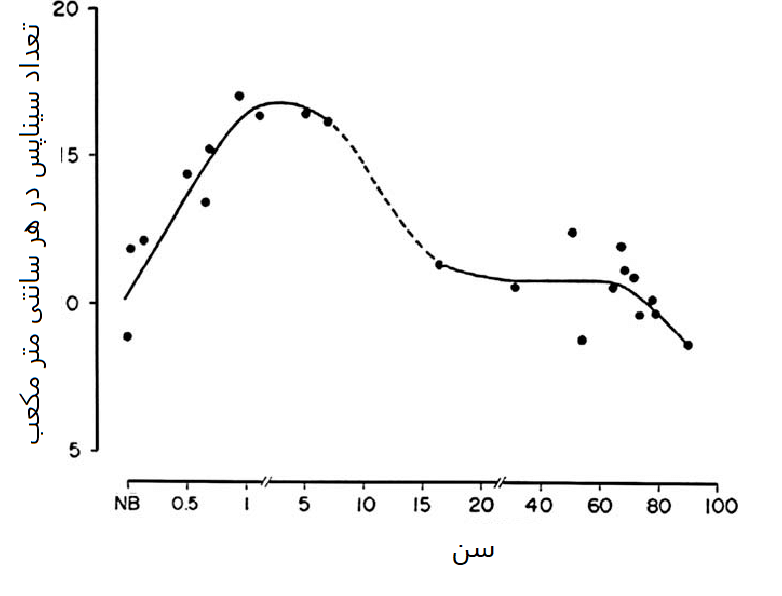 رمزگشایی از ذهن با مطالعه سیم‌کشی‌های مغز در سطح نانو