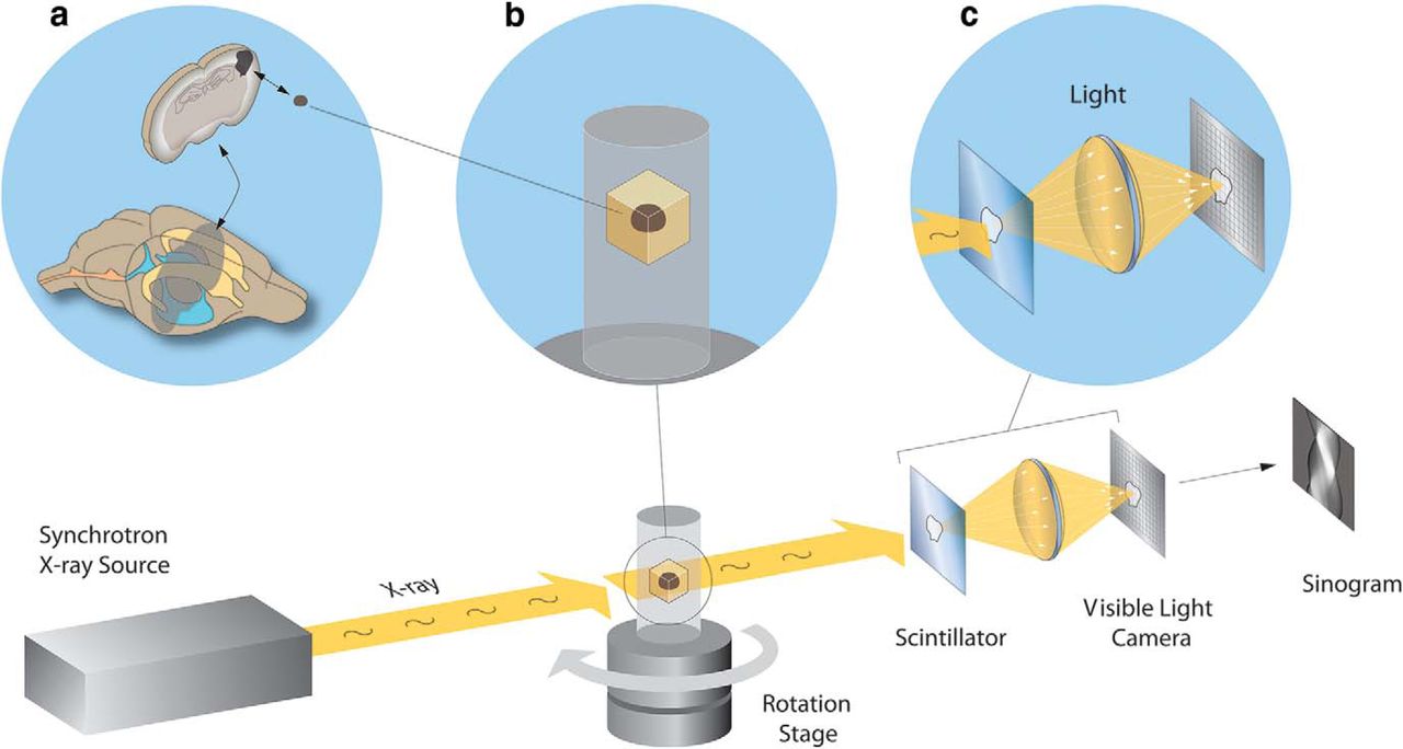 رمزگشایی از ذهن با مطالعه سیم‌کشی‌های مغز در سطح نانو