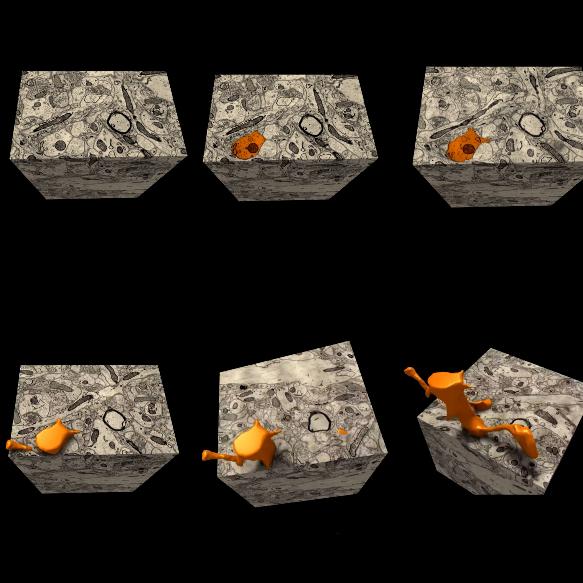 رمزگشایی از ذهن با مطالعه سیم‌کشی‌های مغز در سطح نانو