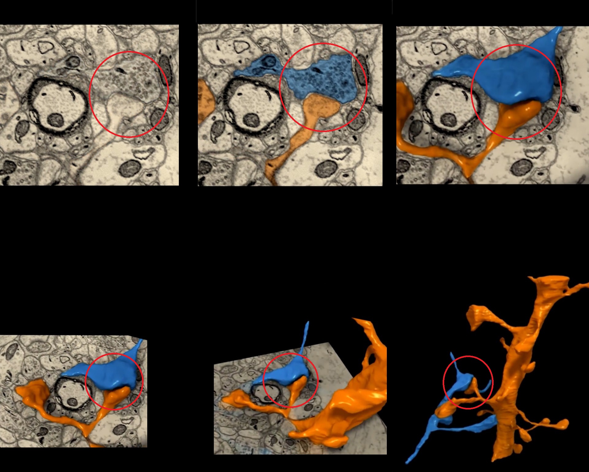 رمزگشایی از ذهن با مطالعه سیم‌کشی‌های مغز در سطح نانو