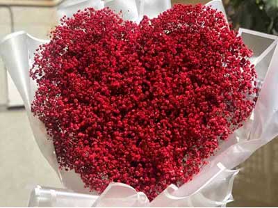 هر آنچه که باید در مورد گل ژیپسوفیلا یا عروس بدانید هر آنچه که باید در مورد گل ژیپسوفیلا یا عروس بدانید
