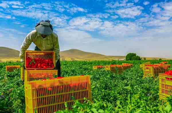 ثبت رکورد بیشترین برداشت در هکتار محصول توسط کشاورز «روژین تاک» / جهانگیری: برداشت صحیح روی کیفیت رب تاثیرگذار است ثبت رکورد بیشترین برداشت در هکتار محصول توسط کشاورز «روژین تاک» / جهانگیری: برداشت صحیح روی کیفیت رب تاثیرگذار است